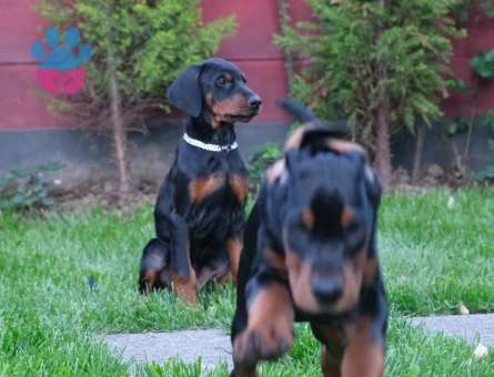 King doberman yavrularım - 9592 - Görsel 4