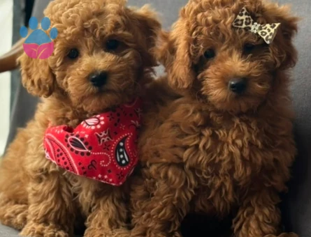 Toy Poodle Yavrular - 9594