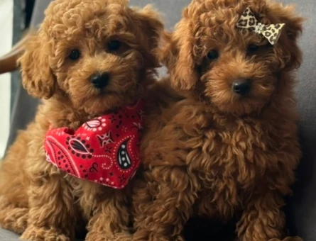 Toy Poodle Yavrular - 9594