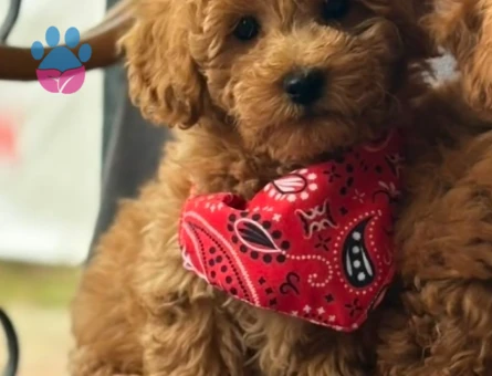 Toy Poodle Yavrular - 9594 - Görsel 3