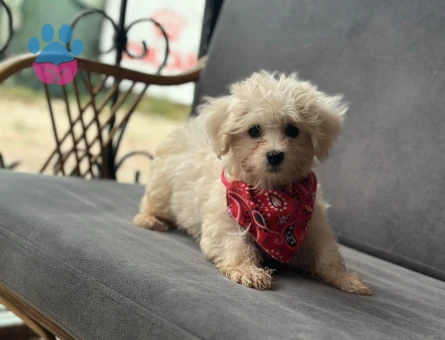 Maltese Terrier Bebekler - 9595
