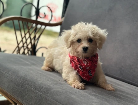 Maltese Terrier Bebekler - 9595