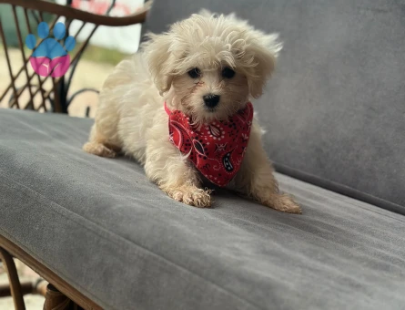 Maltese Terrier Bebekler - 9595 - Görsel 3