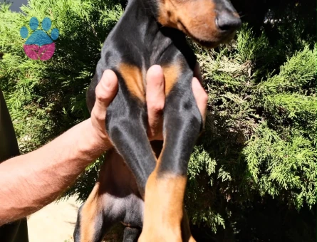 MUHTEŞEM ANATOMİ DOBERMAN YAVRULARIM - 9596