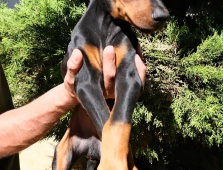 MUHTEŞEM ANATOMİ DOBERMAN YAVRULARIM - 9596