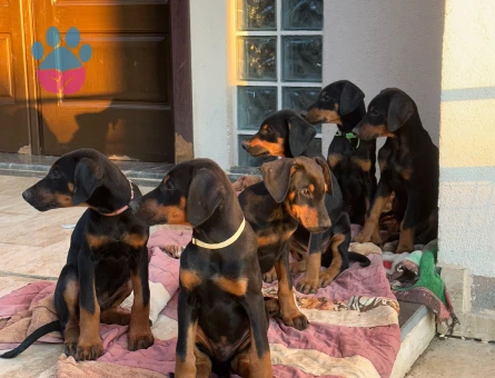 MUHTEŞEM ANATOMİ DOBERMAN YAVRULARIM - 9596 - Görsel 3