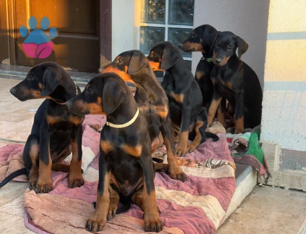 MUHTEŞEM ANATOMİ DOBERMAN YAVRULARIM - 9596 - Görsel 4