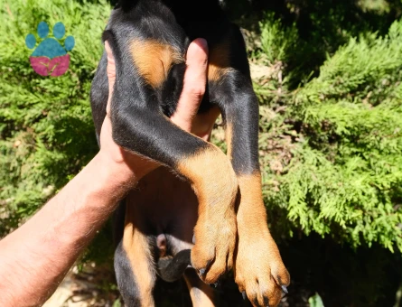 MUHTEŞEM ANATOMİ DOBERMAN YAVRULARIM - 9596 - Görsel 5