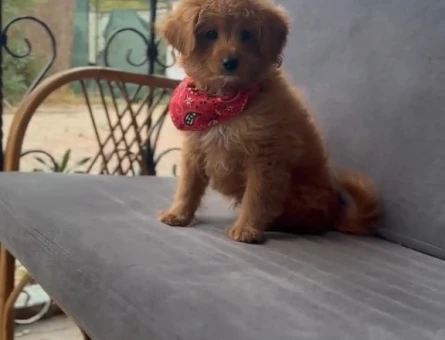 Maltipoo Yavrular - 9597