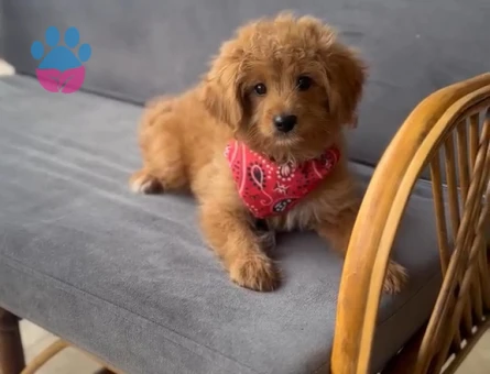 Maltipoo Yavrular - 9597 - Görsel 3