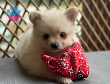 Pomeranian Boo Bebek - 9598