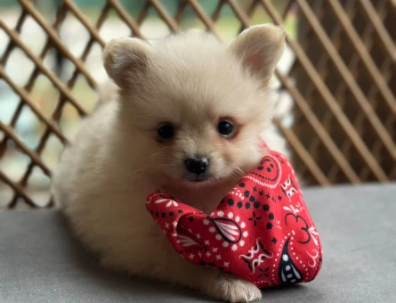 Pomeranian Boo Bebek - 9598