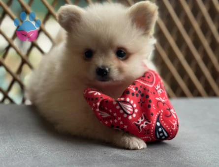 Pomeranian Boo Bebek - 9598 - Görsel 3