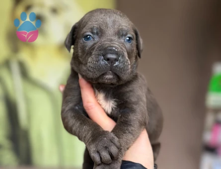 Cane Corso Dev Bebekler - 9601