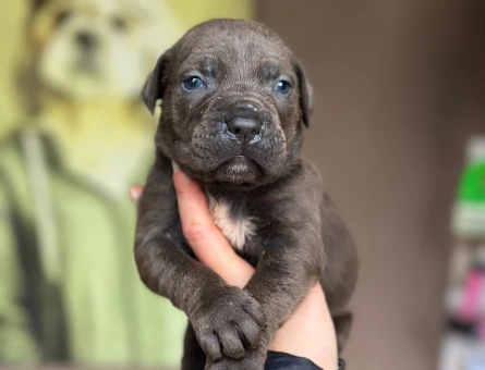 Cane Corso Dev Bebekler - 9601