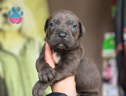 Cane Corso Dev Bebekler - 9601 - Görsel 3