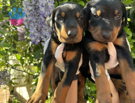 IRK VE SAĞLIK GARANTİLİ DOBERMAN YAVRULARIM - 9602 - Görsel 5