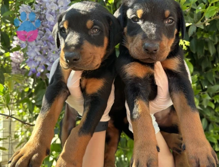 IRK VE SAĞLIK GARANTİLİ DOBERMAN YAVRULARIM - 9602 - Görsel 3