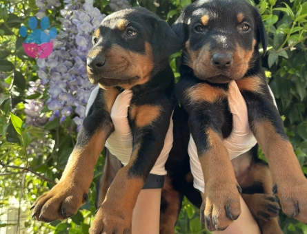 IRK VE SAĞLIK GARANTİLİ DOBERMAN YAVRULARIM - 9602 - Görsel 4