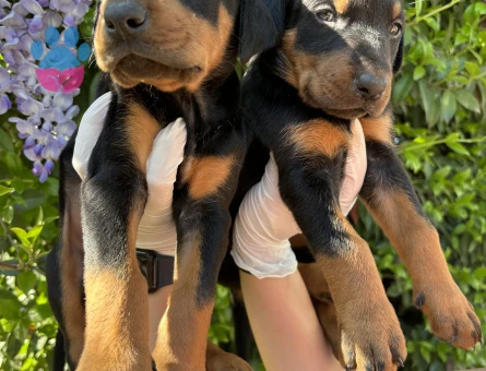 IRK VE SAĞLIK GARANTİLİ DOBERMAN YAVRULARIM - 9602