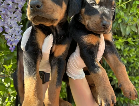 IRK VE SAĞLIK GARANTİLİ DOBERMAN YAVRULARIM - 9602