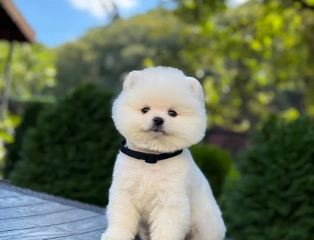 Pomeranian mini erkek yavrumuz - 9605