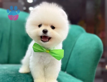 SAFKAN POMERANIAN YAVRULAR - 9606