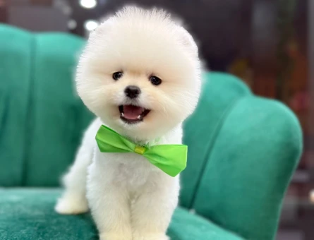 SAFKAN POMERANIAN YAVRULAR - 9606