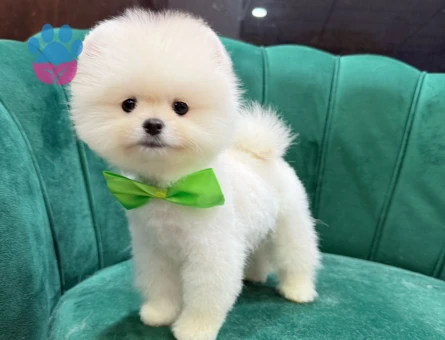 SAFKAN POMERANIAN YAVRULAR - 9606 - Görsel 4