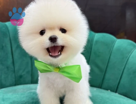 SAFKAN POMERANIAN YAVRULAR - 9606 - Görsel 3