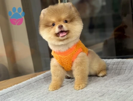 Pomeranian erkek yavrumuz rolex - 9607 - Görsel 4
