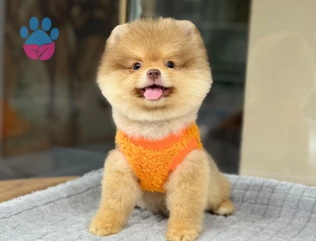 Pomeranian erkek yavrumuz rolex - 9607 - Görsel 5
