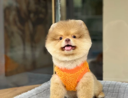 Pomeranian erkek yavrumuz rolex - 9607