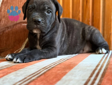 ÜST Kalite Kan hattı CANE CORSO - 9611 - Görsel 4