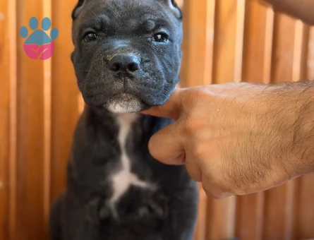 ÜST Kalite Kan hattı CANE CORSO - 9611 - Görsel 5