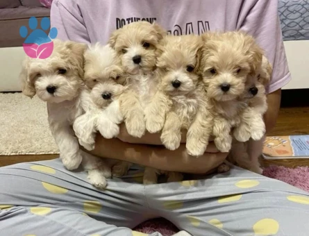VETERİNER KLİNİĞİNDE TESLİM MİNİ MALTİPOO BEBEKLER - 9616 - Görsel 2