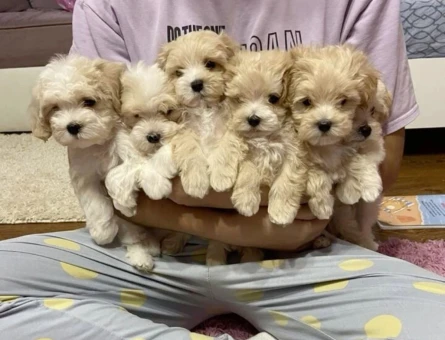 VETERİNER KLİNİĞİNDE TESLİM MİNİ MALTİPOO BEBEKLER - 9616