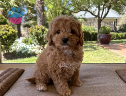 VETERİNER KLİNİĞİNDE TESLİM MİNİ MALTİPOO BEBEKLER - 9616 - Görsel 3