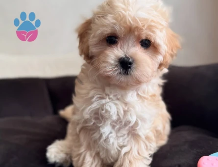 VETERİNER KLİNİĞİNDE TESLİM MİNİ MALTİPOO BEBEKLER - 9616 - Görsel 4