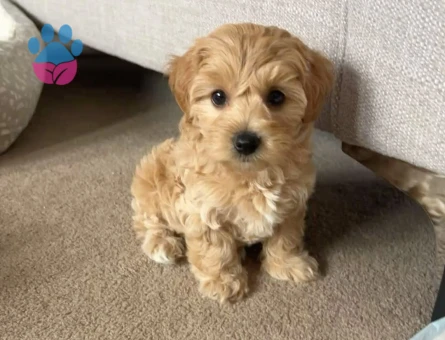 VETERİNER KLİNİĞİNDE TESLİM MİNİ MALTİPOO BEBEKLER - 9616 - Görsel 5