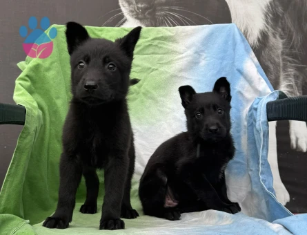 Sevecen Alman Kurdu Yavrumuz Yeni Yuvasını Arıyor - 9623 - Görsel 3