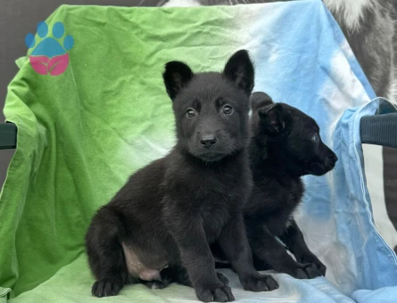Yeni Yuvasını Bekleyen Alman Kurdu Yavru - 9626 - Görsel 3