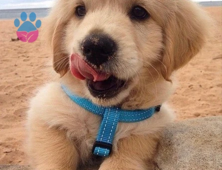 Ruhsatlı Üretim Çiftliğinden Golden Retriever Yavrusu - 9628