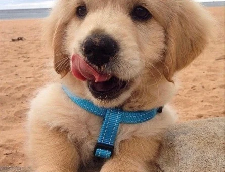 Ruhsatlı Üretim Çiftliğinden Golden Retriever Yavrusu - 9628