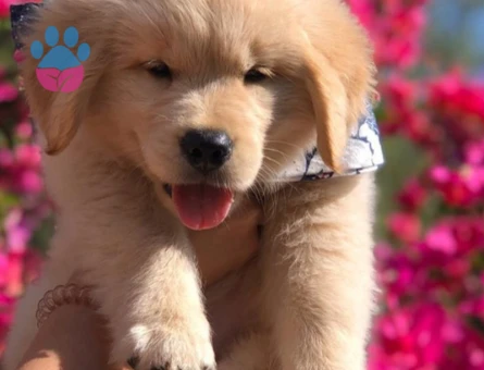 Ruhsatlı Üretim Çiftliğinden Golden Retriever Yavrusu - 9628 - Görsel 3