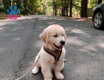 Üretim Çiftliğinden Sevimli Golden Retriever Yavrusu - 9629