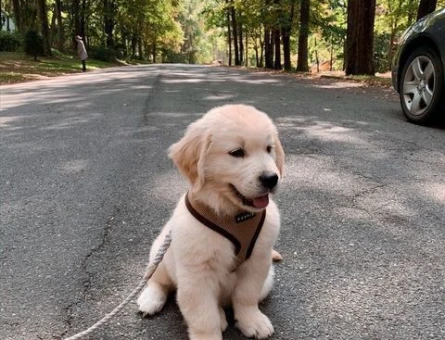 Üretim Çiftliğinden Sevimli Golden Retriever Yavrusu - 9629