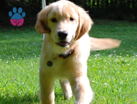 Üretim Çiftliğinden Sevimli Golden Retriever Yavrusu - 9629 - Görsel 3