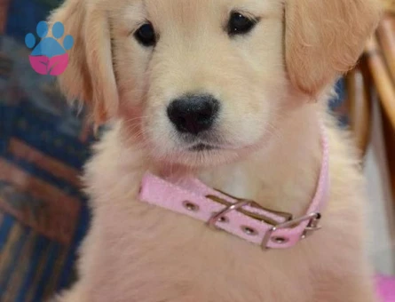 Ruhsatlı Çiftlikten Golden Retriever Yeni Ailesini Arıyor - 9630