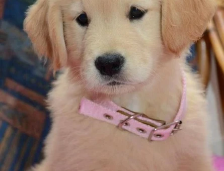 Ruhsatlı Çiftlikten Golden Retriever Yeni Ailesini Arıyor - 9630